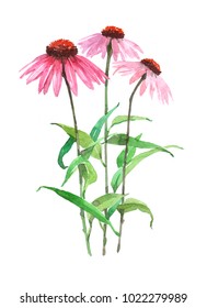 Echinacea plant. Watercolor Illustration Isolated On White Background.