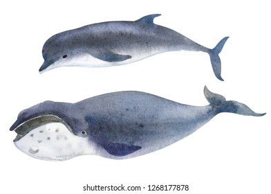 Watercolor illustration isolated white background  A gray whale   dolphin  Splashes sketch wild ocean north animals