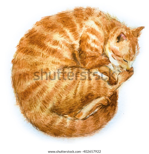 赤い猫の背景に水彩イラスト 猫が丸まって寝て かわいい柄のプリント のイラスト素材
