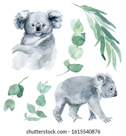 watercolor illustration of a koala with eucalyptus branches on a white background. The symbol of Australia is a cute koala bear with a cub behind its back. Koala sketch hand-drawn.