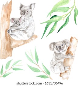 Watercolor illustration of a koala on eucalyptus trees. Perfect in the design of textile products, printing, souvenir products, web sites, photo albums and much more.