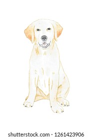 Watercolor illustration. Labrador retriever puppy. Hand painting. Isolated on white background.