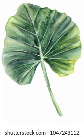 Watercolor illustration leaf  Tropical plant from the family Araceae  Elephant ear  Heart Jesus   Angel Wings  Isolated white background