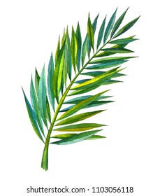 Watercolor Illustration. 
 Leave Palm Isolated On A White Background.