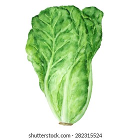 Watercolor Illustration. Lettuce Salad Isolated On White
