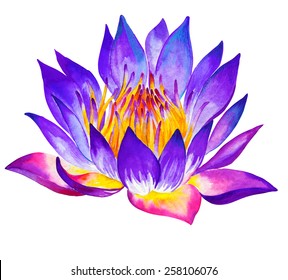 a watercolor illustration lotus flower  very detailed   realistic  beautiful lotus flower head  isolated white