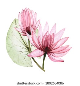 watercolor illustration lotus flowers  water lily  drawing transparent flowers   lotus leaves  isolated white background  vintage element for design cosmetics  perfumery 