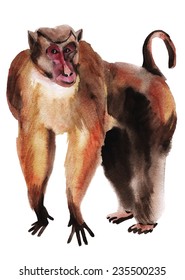 Watercolor Illustration Of A Monkey Macaque