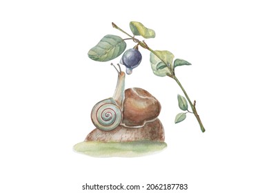 Watercolor illustration of mushroom with snail and berry