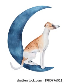 Watercolor illustration of navy blue half moon with cute sitting whippet puppy character. Hand painted water color graphic drawing, isolated clip art element for design, poster, sticker, wallpaper. - Powered by Shutterstock