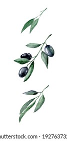Watercolor illustration of olives with green leaves on a white background.