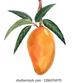 Mango Tree Drawing Images Stock Photos Vectors Shutterstock