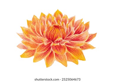 Watercolor illustration of orange dahlia flower with green leaves. Hand drawn watercolor dahlia flower for floral design and nature theme. - Powered by Shutterstock