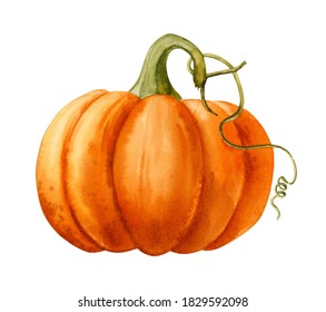 Watercolor Illustration. Orange Ripe Pumpkin On A White Background.