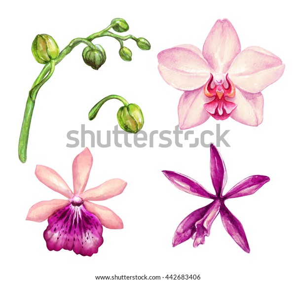 Watercolor Illustration Orchid Flowers Buds Floral Stock Illustration ...