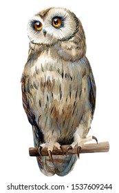 watercolor illustration, owl drawn on an isolated white background.