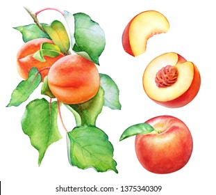 Watercolor Illustration Of The Peach Tree Branch With Fruits And Green Leaves Isolated On White Background