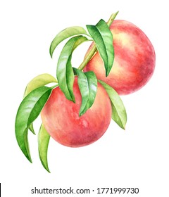 Watercolor Illustration Of Peach Tree Branch With Fruits And Leaves