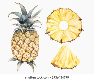 Watercolor Illustration Of Pineapple With Two Slices Isolated On White Background.Hand Drawn Fruit Watercolor Painting.