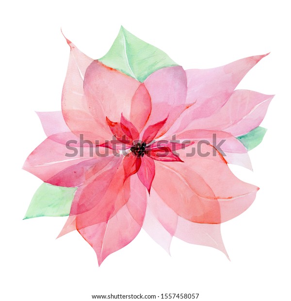 ピンクのクリスマスポインセチアの花の水彩イラスト 透明な花 X線の花 クリスマスカード のイラスト素材