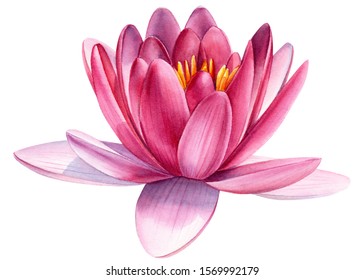watercolor illustration, pink lotus on a white isolated background, hand drawing, botanical painting