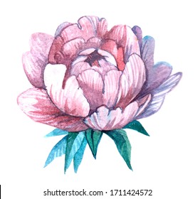 Watercolor Illustration of a Pink Peony Flower