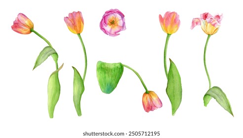 Watercolor illustration of pink tulips. Set of spring flowers for cards, invitations, wedding design. - Powered by Shutterstock