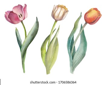 watercolor illustration - pink, white and orange tulips