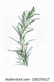 Watercolor Illustration Of Plant. Rosemary