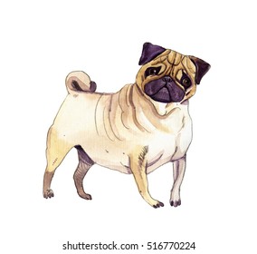 Watercolor illustration of pug dog isolated on white background.