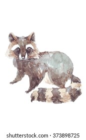 watercolor illustration of a raccoon animal