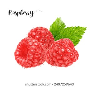 Watercolor illustration of raspberry close up. Design template for packaging, menu, postcards. - Powered by Shutterstock