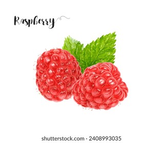 Watercolor illustration of raspberry close up. Design template for packaging, menu, postcards. - Powered by Shutterstock