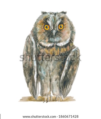 Watercolor illustration; realistic drawn owl sits on a tree branch. A bird with amber eyes looks ahead. A beautiful, feathered, looking animal.