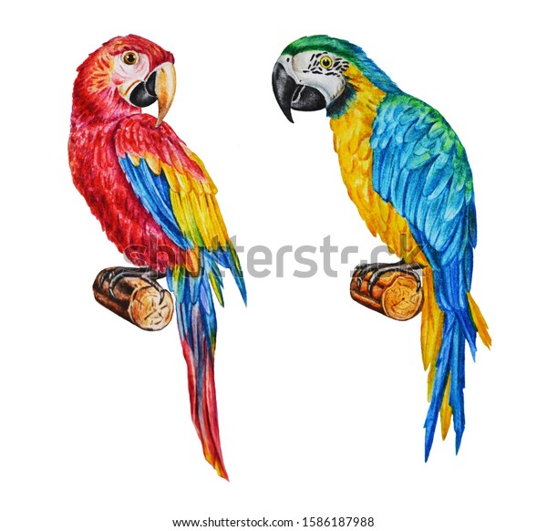赤と青のマコウオウムの水彩イラスト 白い背景に熱帯のエキゾチックな鳥 手描き のイラスト素材