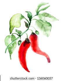 Watercolor Illustration Of Red Hot Chili Pepper