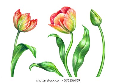 Watercolor Illustration Red Spring Tulips Floral Stock Illustration ...