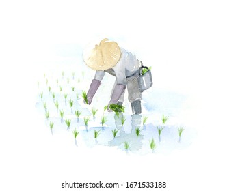 Watercolor Illustration Of Rice Plant.