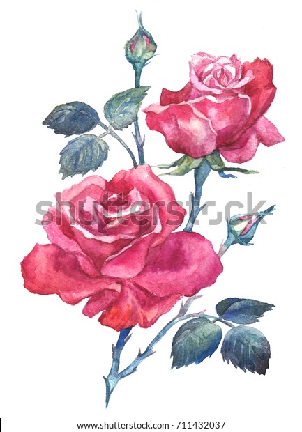 Watercolor Illustration Rose Stock Illustration 711432037 | Shutterstock