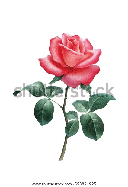 Watercolor Illustration Rose Flower Stock Illustration 553821925