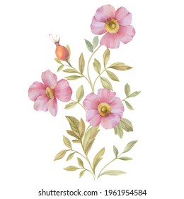 Watercolor illustration of rosehip flowers. Branch with pink flowers isolated on white background. Botanical composition of flowers and leaves for print, postcard and wallpaper.