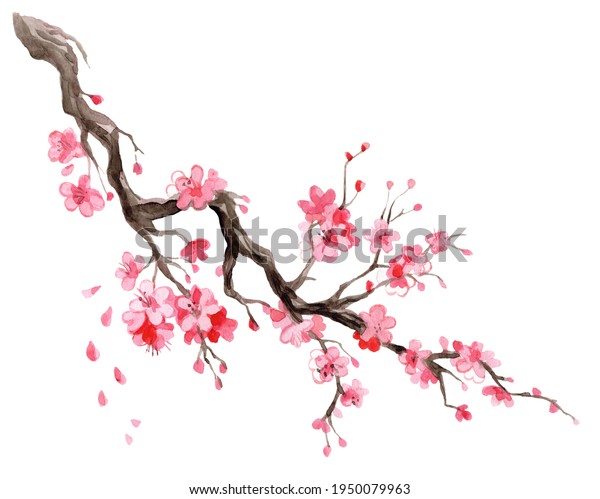 Watercolor illustration sakura. Hand drawn Japanese cherry blossom branch with flowers isolated on white background. For design sushi restaurant wallpaper.