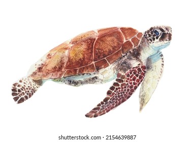 Watercolor illustration of a sea turtle. Hand drawing turtle isolated on white background. Watercolor 
 painting realistic wild animal. Clip art. 