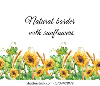 Watercolor illustration. Seamless line of sunflowers, grape leaves and wheat. Natural border with sunflowers in a seamless design.