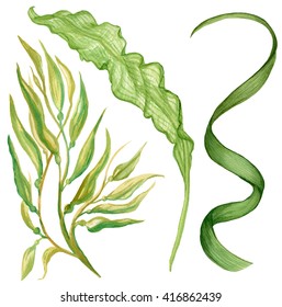 Watercolor Illustration Of Seaweed