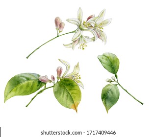 38,946 Lemon flower illustration Images, Stock Photos & Vectors ...