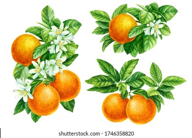 Watercolor illustration. Set branch of orange, mandarin, tangerine on an isolated white background, botanical painting