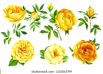 Watercolor illustration,  set of branches, flowers, buds and leaves, bouquet of flowers, yellow roses, on an isolated white background. Botanical painting, hand drawing