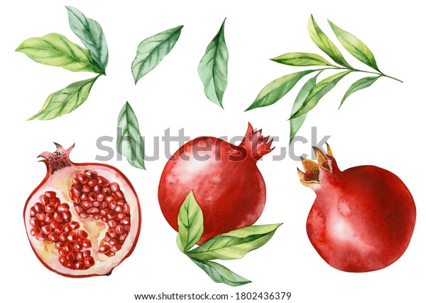 Watercolor Illustration Set Drawings Ripe Pomegranate Stock ...