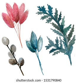 Watercolor Illustration. Set Of Dried Flowers. Willow Largus Leaf